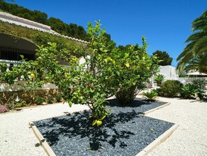Plant, Sky, Plant Community, Road Surface, Tree, Land Lot, Urban Design, Landscape, Grass, Asphalt
