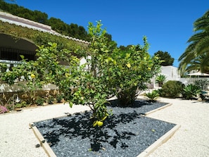 Plant, Sky, Plant Community, Road Surface, Tree, Land Lot, Urban Design, Landscape, Grass, Asphalt