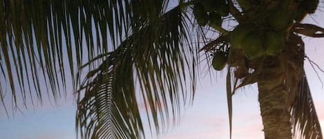 Beautiful sunset on the ocean and on the front patio .