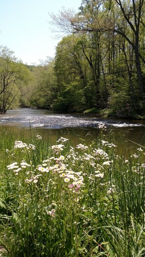 Wild flowers announce Spring has arrived
