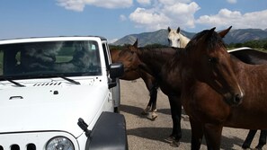we know where the herds of wild horses are, and its relativity close by