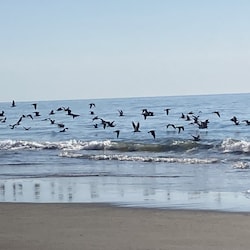 WATCH THE SEAGULLS TAKE FLIGHT