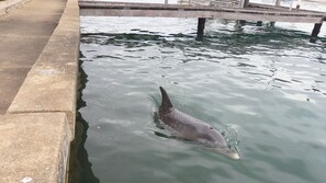 Local dolphin about to swim under our jetty