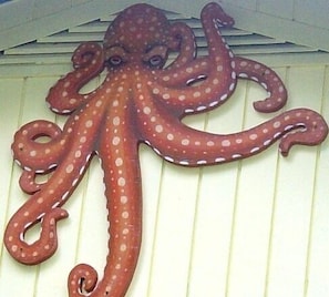 The sassy Octopus Watches over her Lair!