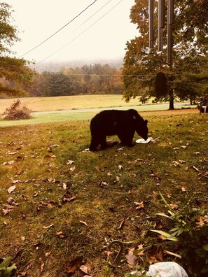 A bear looking for something to eat.