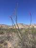 The ever-present Ocotillo cactus. Red blooms taste like honeysuckle!