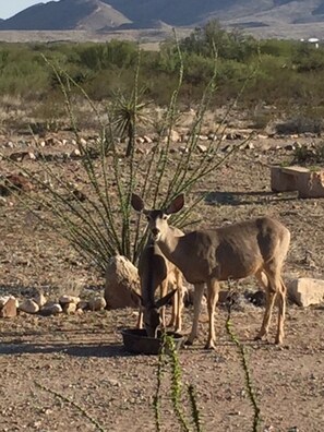 Bring your camera for Muledeer close-ups!