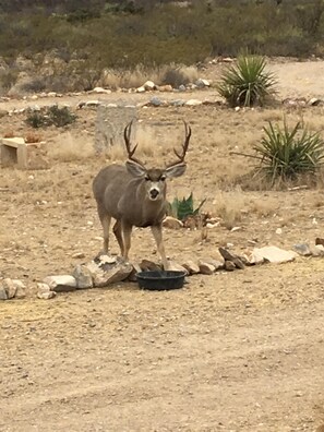 "Big Boss" 12/31/17,  40' away from front porch!
