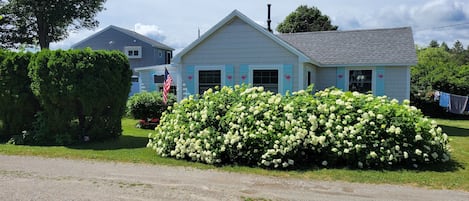 hydrangea in full bloom 