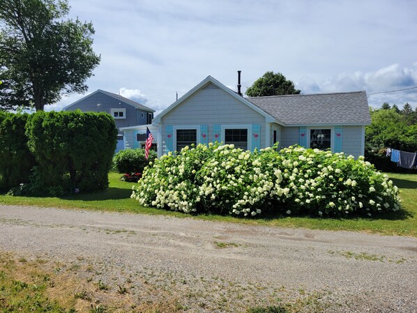 hydrangea in full bloom 