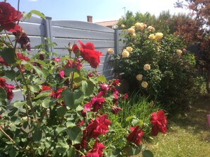 Jardin arboré 