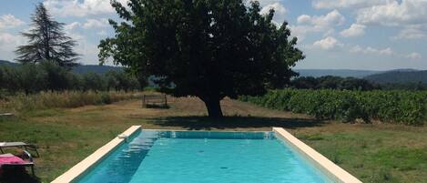 The swimming pool..and the olde cherry tree (best place for nap)