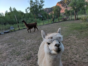 white AP
alpaca, brown llama