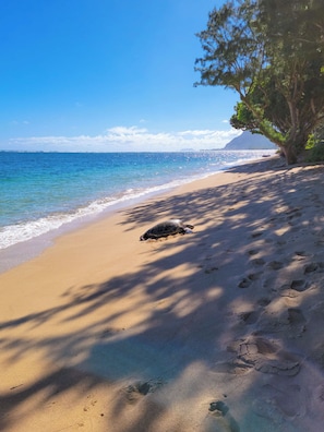 So relaxing... turtles rest along the shoreline