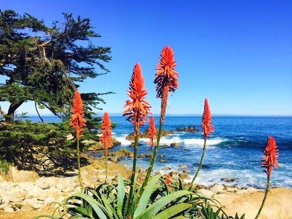 Walk to Carmel Beach from this home close by just a 5 min walk.