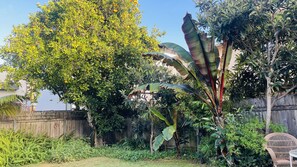 Mature orange tree