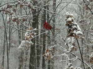 Cardinals in the snow