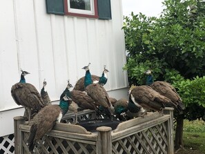Owner raises peacocks, Ginny , chickens, Doves, Turkey,ducks and Geese