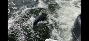 Dolphin behind the boat