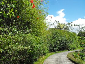 Driveway up to house lined with meticulously maintained gardens.