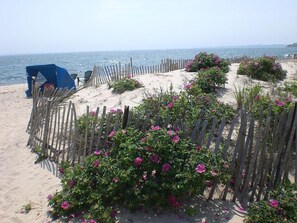 Roses in bloom on the beach. 