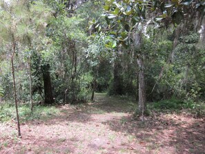 Wooded path to Oklawaha River