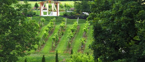 View of the vinyards and gardens