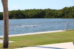 You can watch dolphins from the backyard
