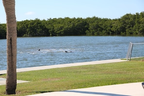 You can watch dolphins from the backyard