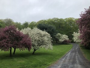 Early Spring views of the Cherry trees blosoming
