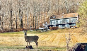Doe enjoying a crisp morning snack