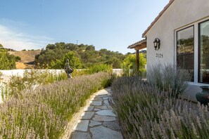 A beautiful Lavender walk up to the front door.