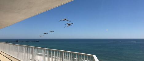 Watch the pelicans go flying by!