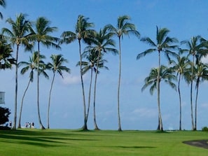 The "Great Lawn" of our resort with Poipu Beach right beyond the palms