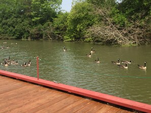 Happy ducks