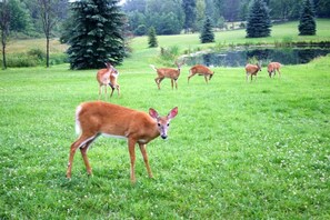 Deer in backyard by pond w/rowboat, hiking trails