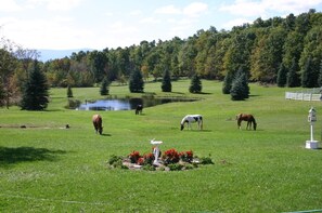 Pine Ridge Farm meadows & hiking trails through the woods