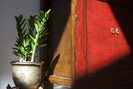 House Plant