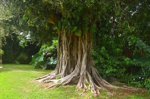 Banyan Tree