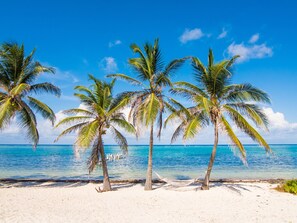 Hammocks between the palm trees for your relaxation.