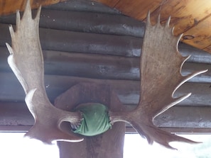 Bull Moose horns in main porch