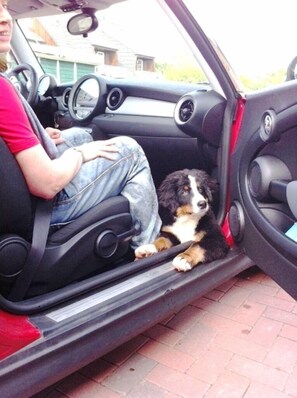 Pet-friendly