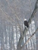 Bald eagles nest in Highland County 