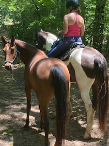 Mountain Views, Fire Pit,  Minutes From Downtown Asheville