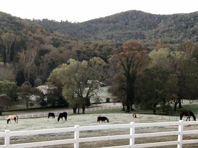 Mountain Views, Fire Pit,  Minutes From Downtown Asheville