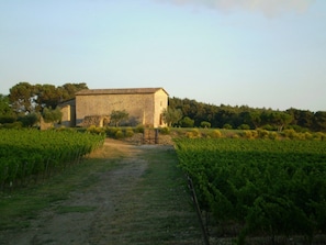 Vineyards and Sant' Antimo