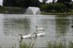 Sjö