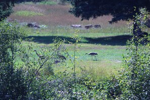 Sandhill crane in our backyard 