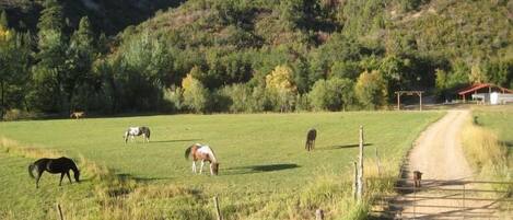 Welcome to HappyOurs Ranch, a little bit of heaven and 50 acres of paradise