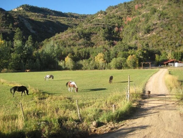Welcome to HappyOurs Ranch, a little bit of heaven and 50 acres of paradise